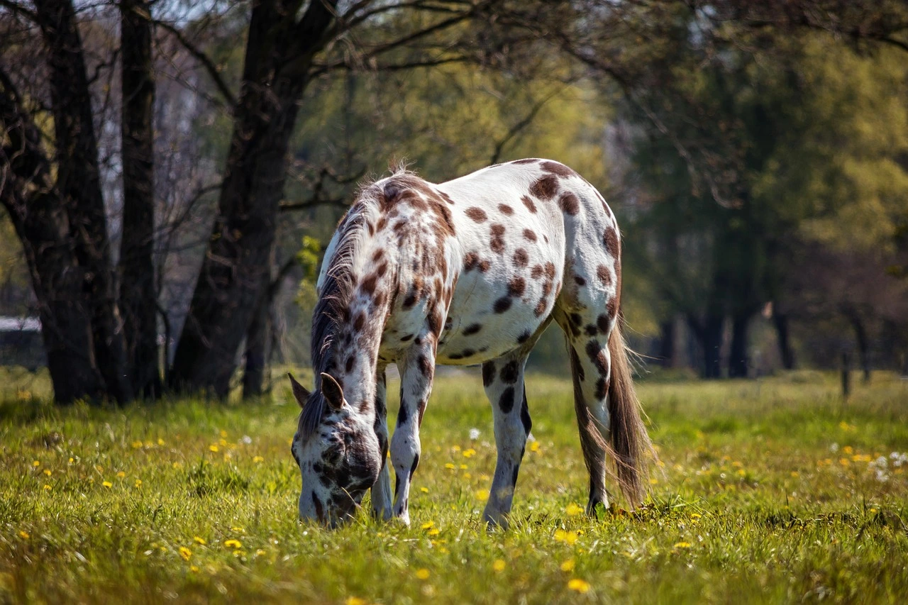 The Appaloosa : A Speckled Star of Western Riding