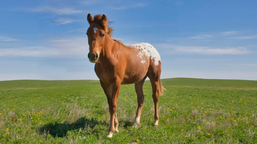 A young Appaloosa horse with a blanket and spots coat walking through green grass