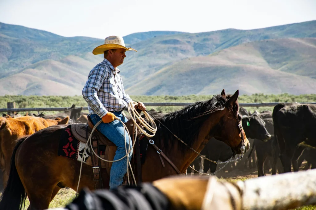 Cowboy riding a horse with a lasso around cows