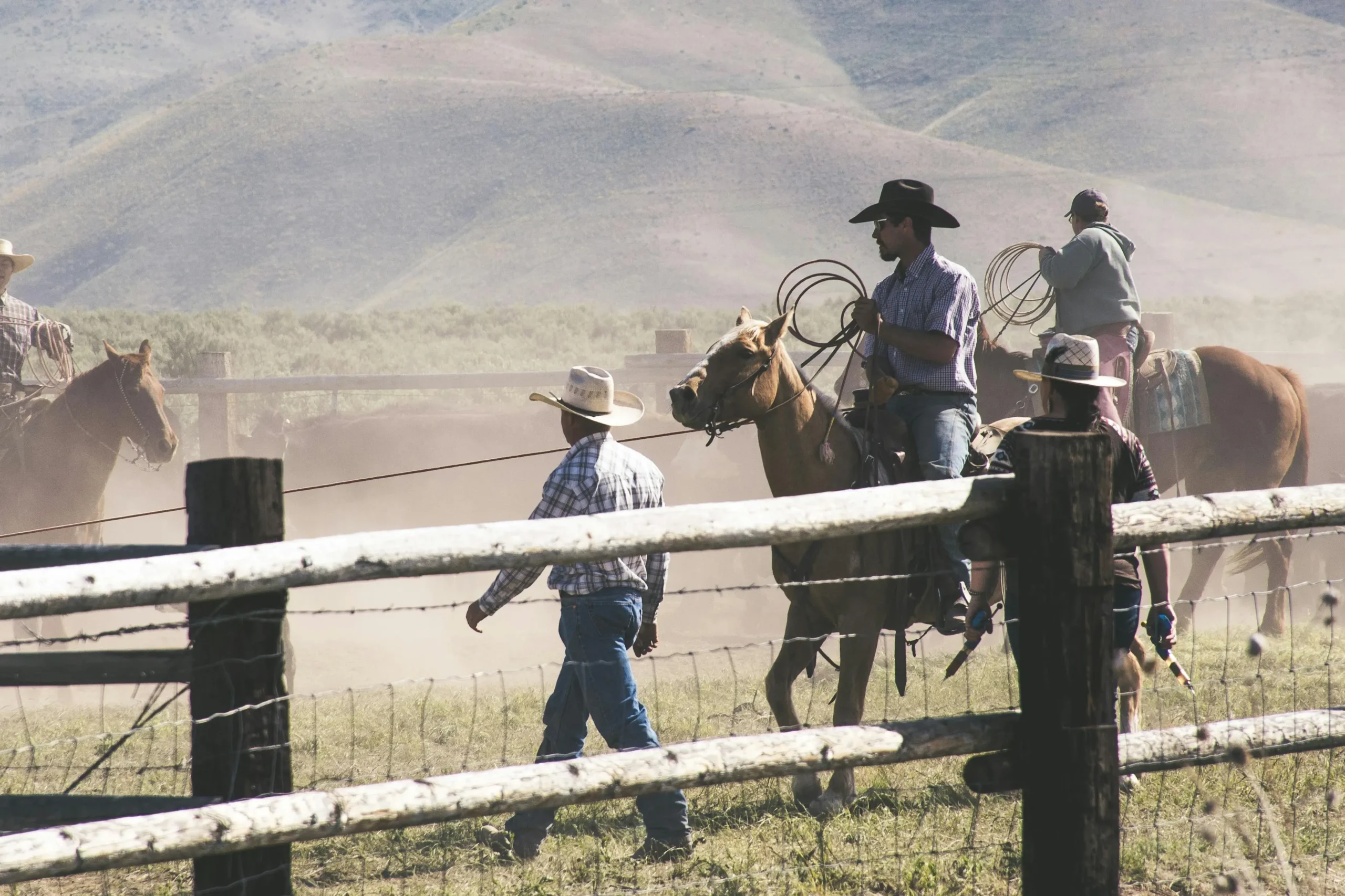 Two riders on horseback framing a black steer in an open field, capturing a moment of cattle work as part of western riding history.
