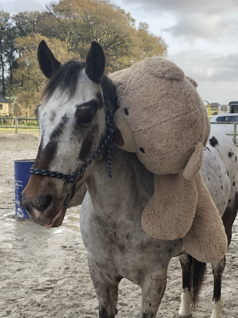 Funny Appaloosa horse carrying a large teddy bear on its back in an outdoor riding arena