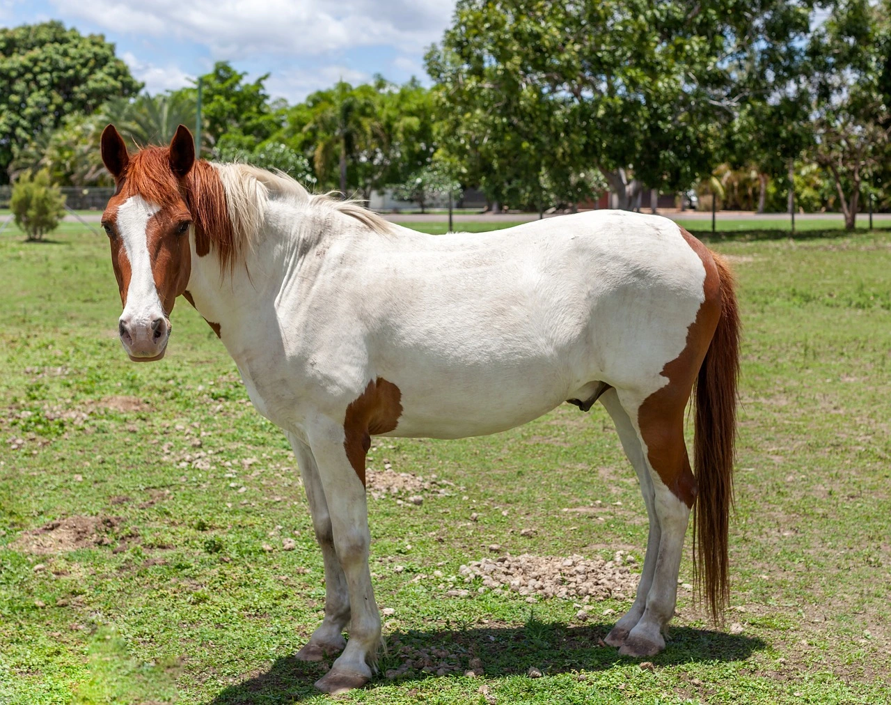 The Paint Horse : The Western Spotted Horse