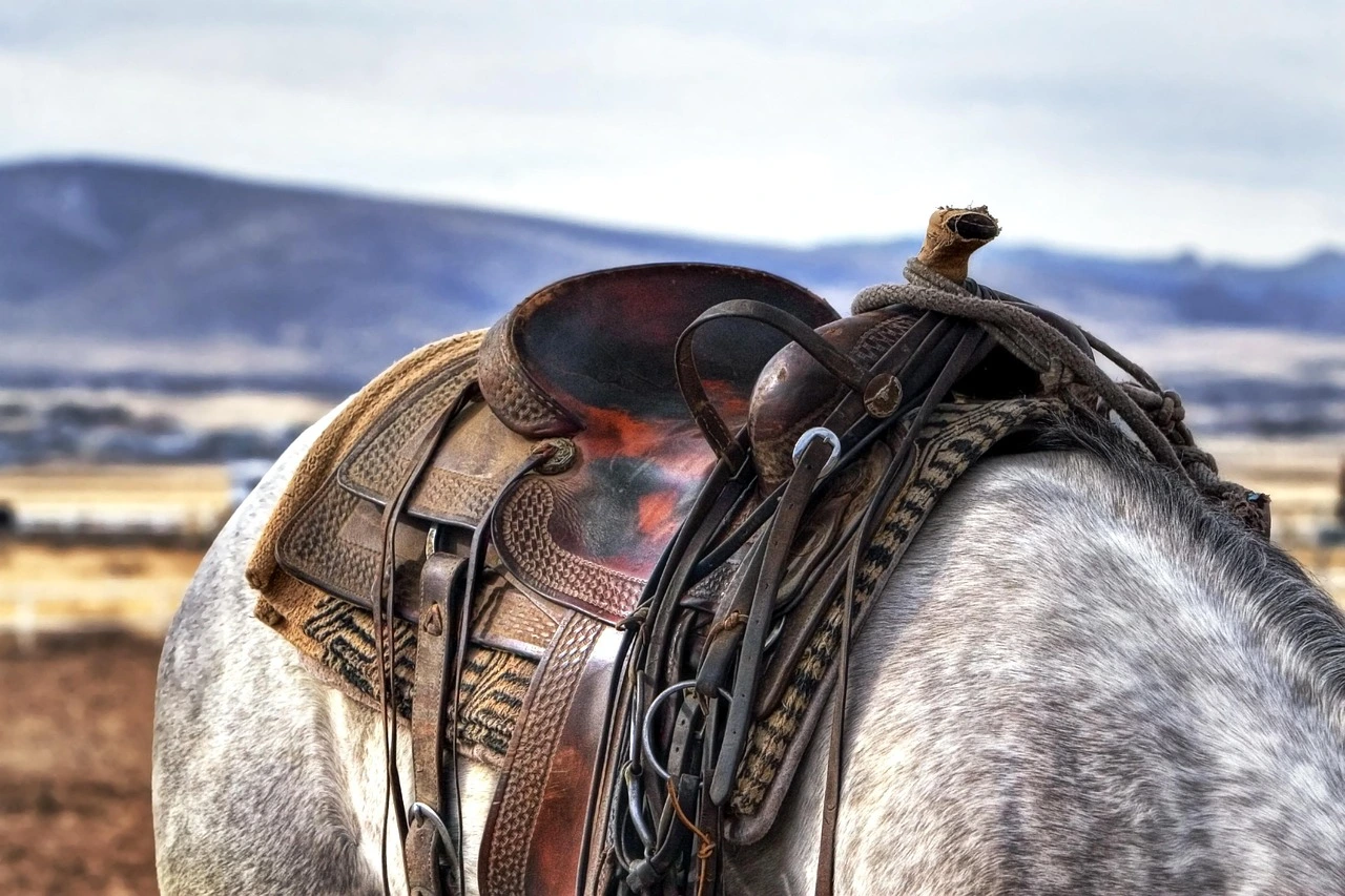 The Western Saddle: How Design Shapes Riding Experience