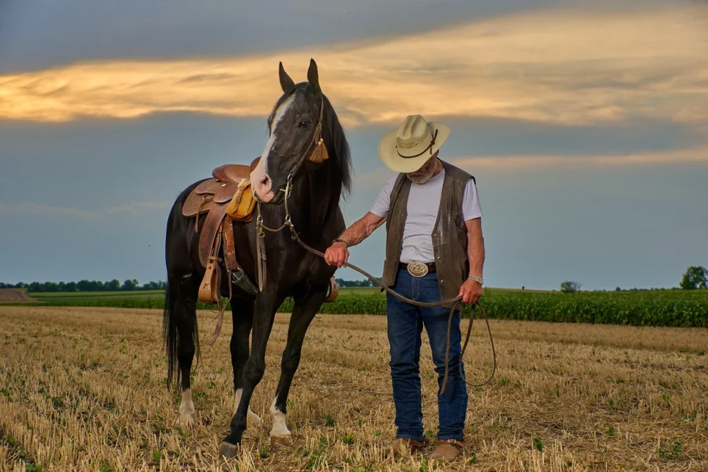 An older man wearing a cowboy hat and cowboy boots, gently holds the reins of a black horse standing in a harvested field at sunset.