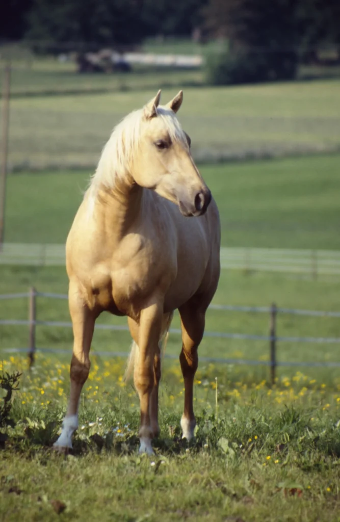Front view of a powerful palomino Quarter Horse standing in a tall grassy meadow with yellow wildflowers. The background shows an arena fence.