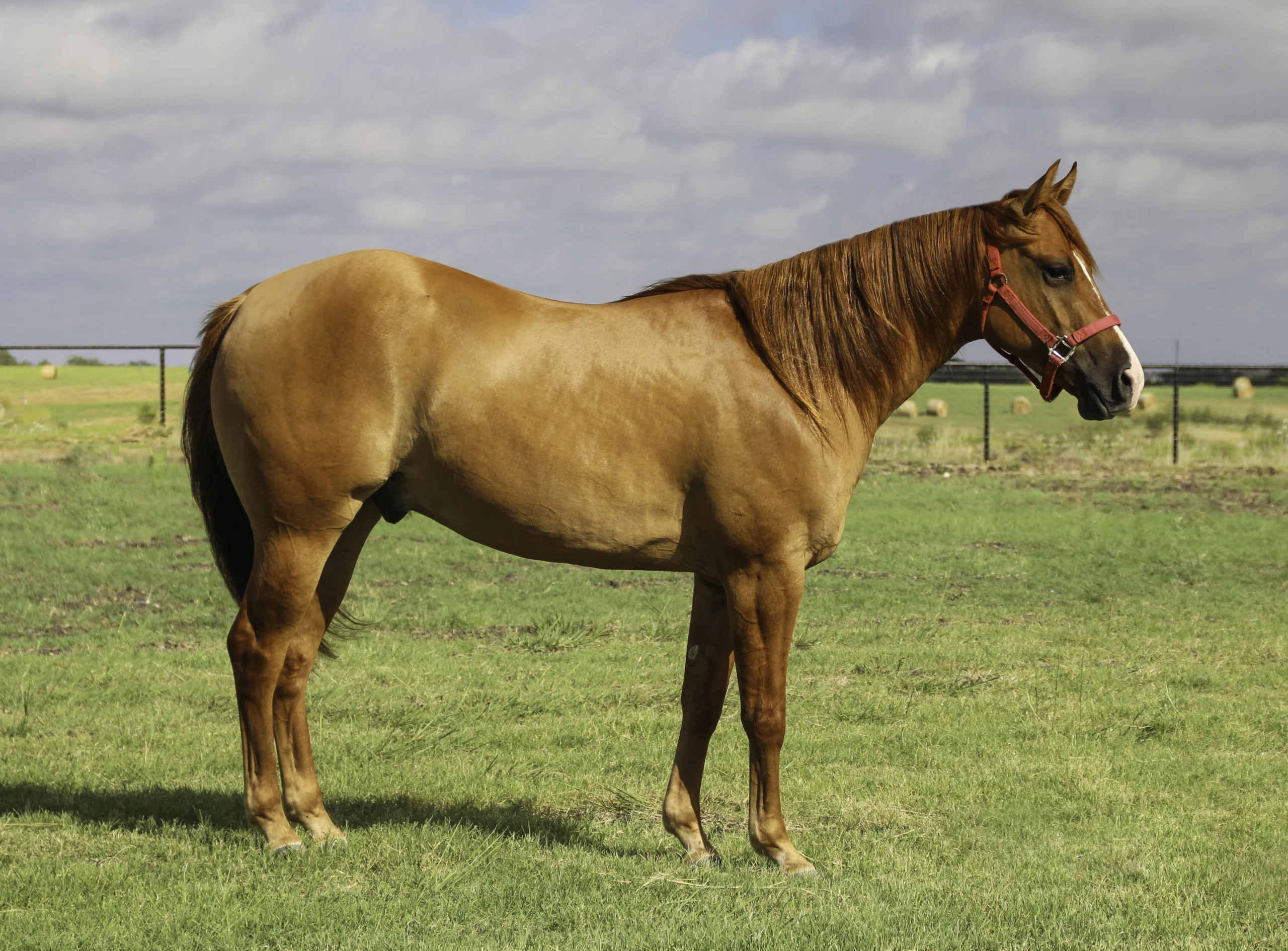Profile of a powerful sorrel Quarter Horse standing in a green field under a partly cloudy sky. The horse is wearing a red halter.