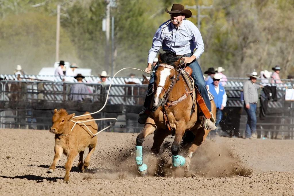 A rodeo cowboy on a brown horse chasing and roping a small calf in a dusty arena.